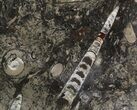 Fossil Orthoceras & Goniatite Plate - Stoneware #51451-1